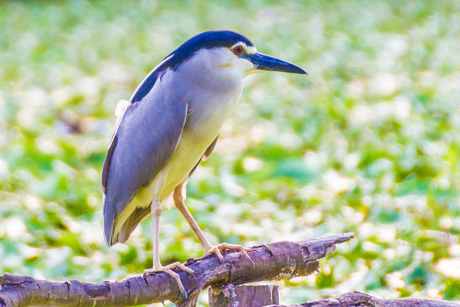 鳥松濕地公園拍鳥去