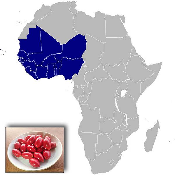 Western_Afric-miracle fruit