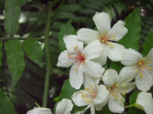 油桐花.jpg 油桐花.jpg
