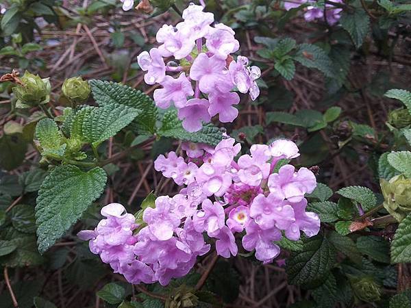 玲瓏繡球紫花馬櫻丹 Kuokuo 女兒紅 隨意窩新居 隨意窩xuite日誌