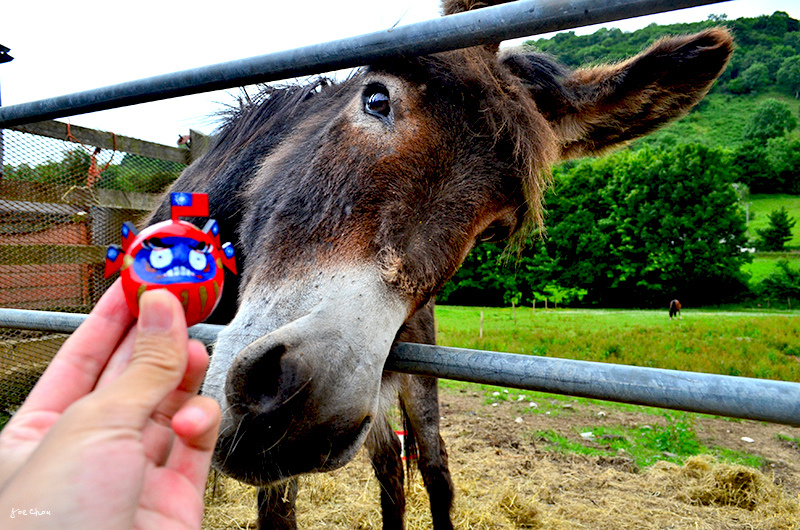 Lovely donkey:Nikki.