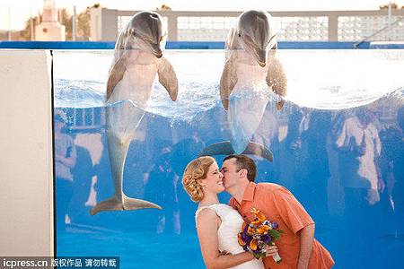 海豚 婚禮