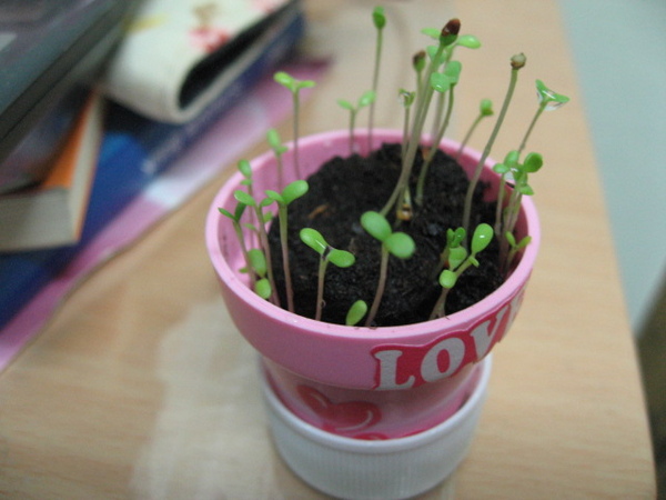 PIN 009.jpg PIN 009.jpg