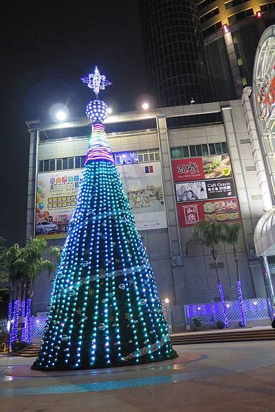 南遠：聖誕樹