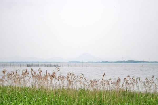 水之花園 地藏川梅花藻