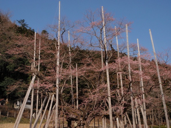 110410enkeidai 110410enkeidai