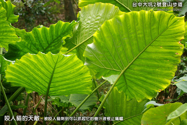 大坑2號登山步道 大坑2號登山步道
