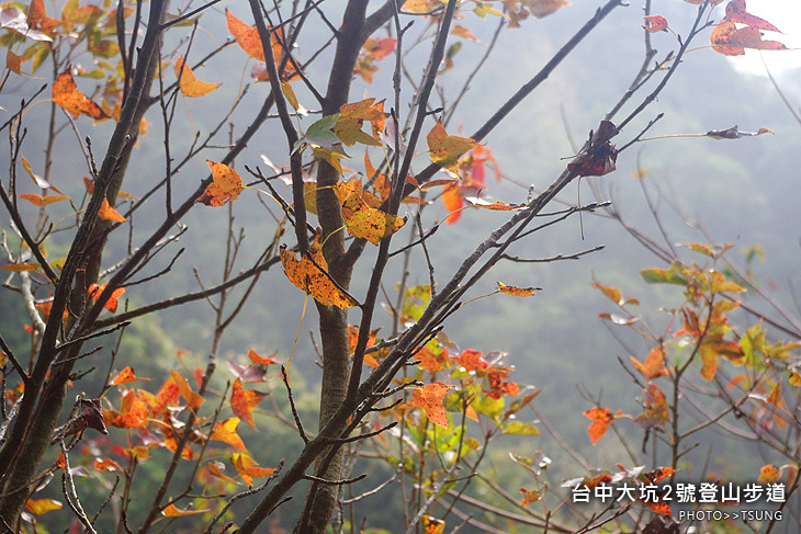 大坑2號登山步道 大坑2號登山步道