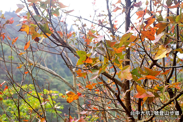 大坑2號登山步道 大坑2號登山步道