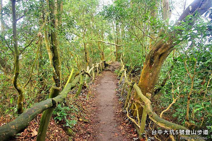 大坑2號登山步道 大坑2號登山步道
