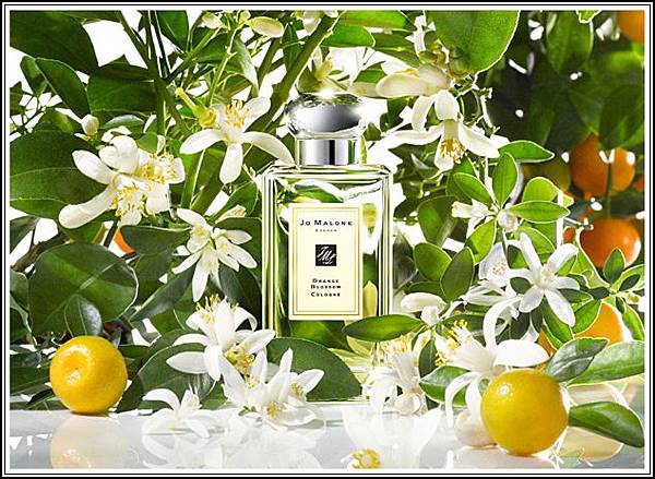 Jo Malone Orange Blossom Cologne Image Jo Malone Orange Blossom Cologne Image