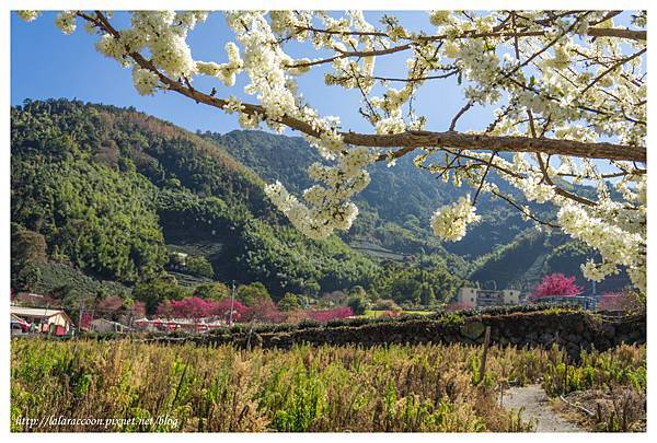 20140130草坪頭櫻花、李花、桃花 20140130草坪頭櫻花、李花、桃花