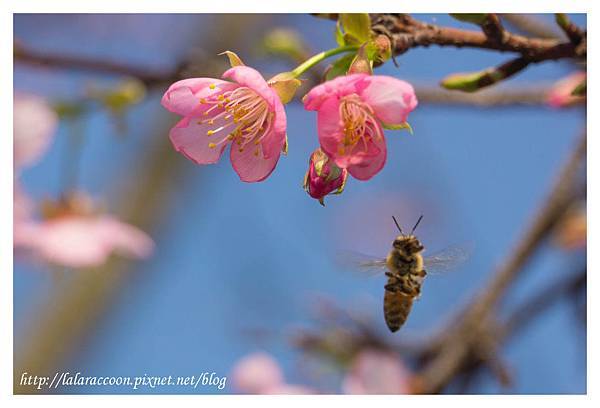 20140131 芬園花卉生產休憩園區 20140131 芬園花卉生產休憩園區