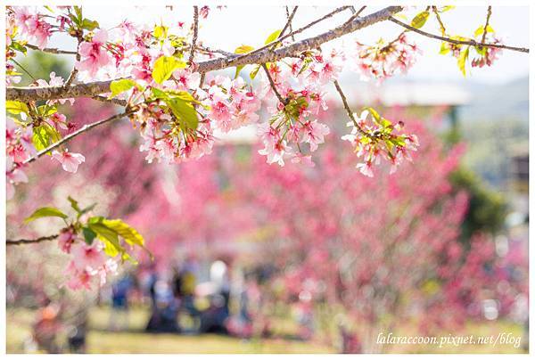 20120202 小半天石馬公園賞櫻 20120202 小半天石馬公園賞櫻
