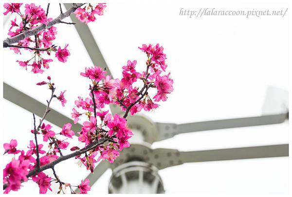 20140206 自來水園區賞櫻 20140206 自來水園區賞櫻