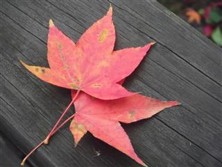 DSCF8958 (Mobile).JPG