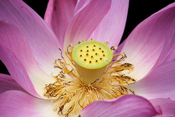 10_lotus_0001.JPG