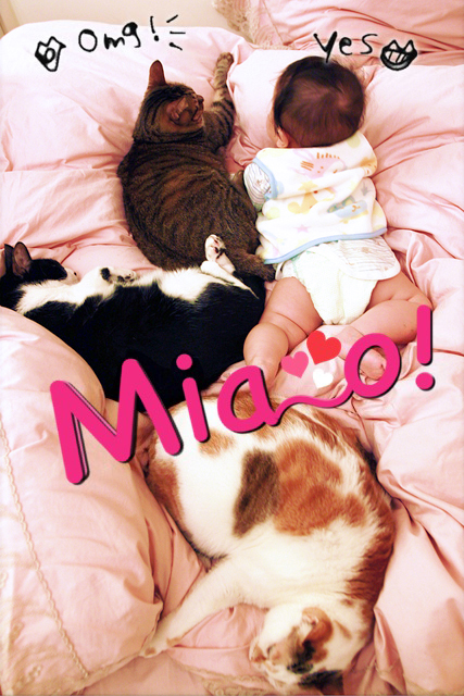 貓與寶寶