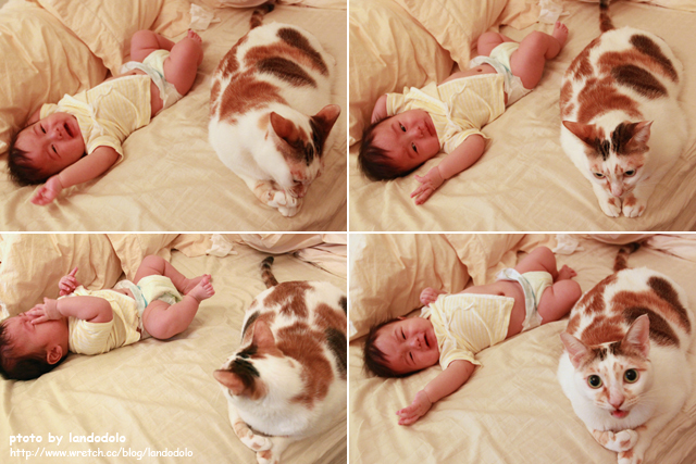 寶寶與貓