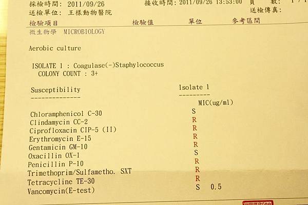 抗生素敏感試驗.jpg 抗生素敏感試驗.jpg