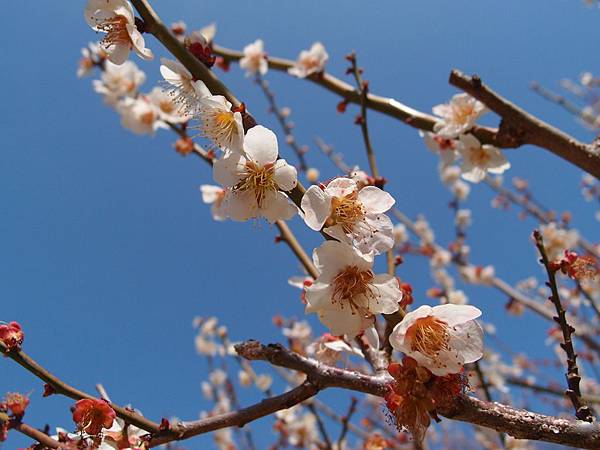 P3229128.JPG P3229128.JPG