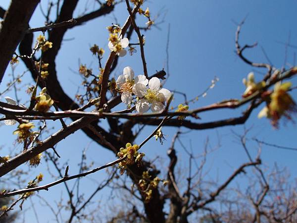 P3229132.JPG P3229132.JPG