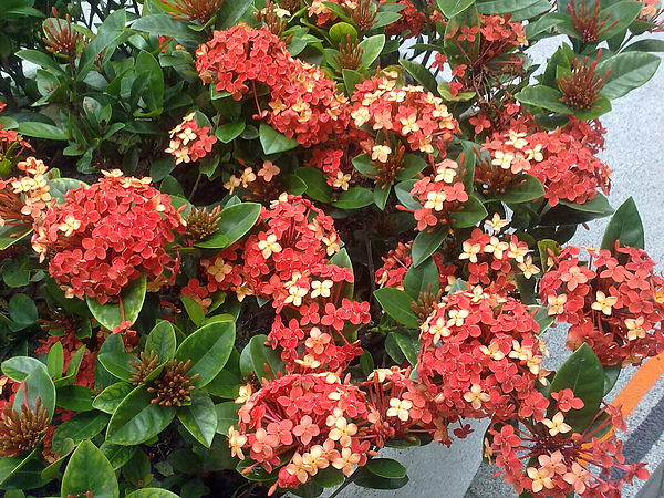 20100511362.jpg