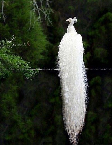 白孔雀開屏－lch7413的部落格｜痞客邦