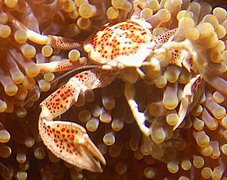 Arthropoda 節肢動物門 - Index of My Diving photo 
