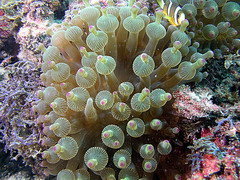  Cnidaria 刺胞動物門 - Index of My Diving photo
