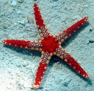  Echinodermata 棘皮動物門 - Index of My Diving photo