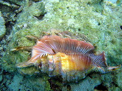  Mollusca 軟體動物門 - Index of My Diving photo