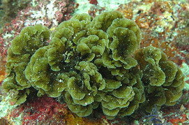  Ochrophyta 褐藻門 - Index of My Diving photo