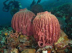  Porifera 海綿動物門 - Index of My Diving photo