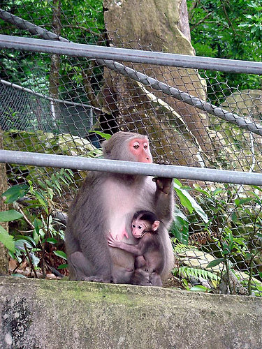 烏山彌猴保護區|台南南化動物樂園景點|烏山臺灣獼猴區