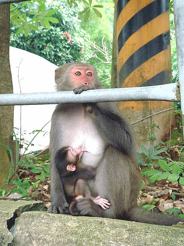 烏山彌猴保護區|台南南化動物樂園景點|烏山臺灣獼猴區