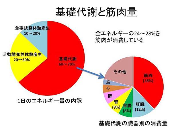 平均 筋肉 量