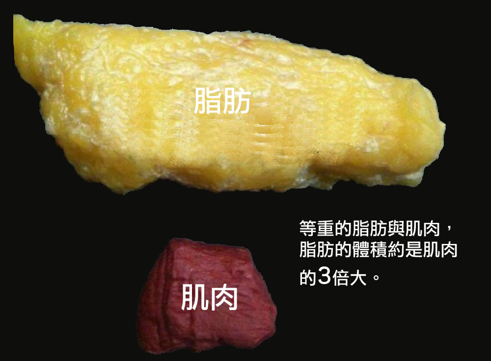 Fat & Muscle Comparison.jpg Fat & Muscle Comparison.jpg