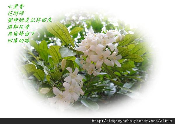 DSC09950 (2) DSC09950 (2)