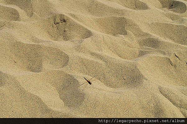 10紅蜻蜓.jpg 10紅蜻蜓.jpg