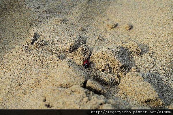 15小瓢蟲.jpg 15小瓢蟲.jpg