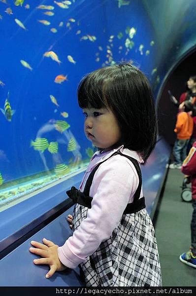 亮亮熱帶魚01 亮亮熱帶魚01