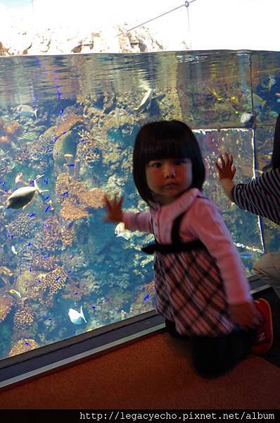 亮亮熱帶魚02 亮亮熱帶魚02