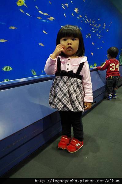 亮亮熱帶魚05 亮亮熱帶魚05