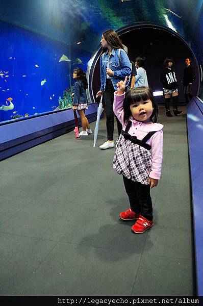 亮亮熱帶魚03 亮亮熱帶魚03