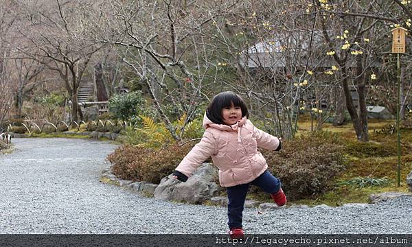 臘梅開了(2) 臘梅開了(2)