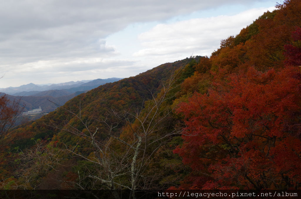 IMGP4683 (2) IMGP4683 (2)