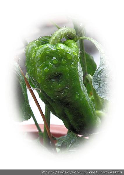 DSC00312 (2) DSC00312 (2)