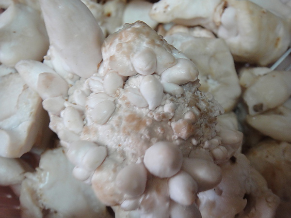 DSC00499.jpg DSC00499.jpg