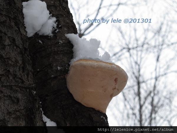 IMG_7029 (600x450) IMG_7029 (600x450)